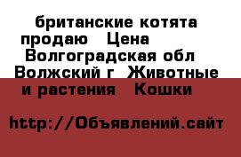 британские котята продаю › Цена ­ 5 000 - Волгоградская обл., Волжский г. Животные и растения » Кошки   